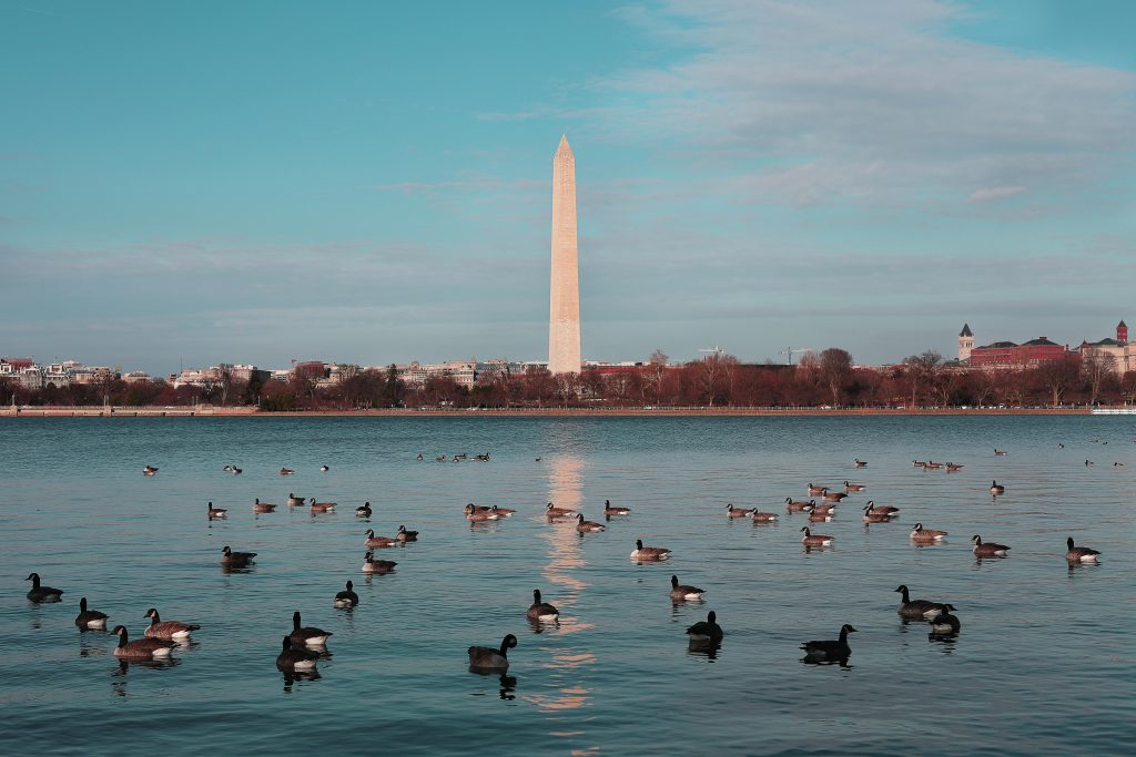 Peaceful scene of ducks swimming in front of the Washington Monument on a clear day.